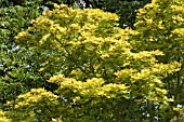 AN ACER IN THE WOODLAND GARDEN AT RHS GARDEN HYDE HALL,  IN JUNE