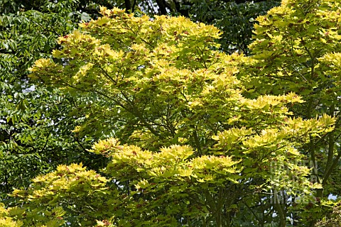 AN_ACER_IN_THE_WOODLAND_GARDEN_AT_RHS_GARDEN_HYDE_HALL__IN_JUNE