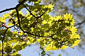 AN ACER AT RHS GARDEN HYDE HALL,  IN JUNE