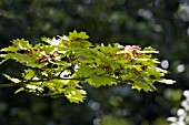 AN ACER AT RHS GARDEN HYDE HALL,  IN JUNE