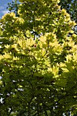AN ACER AT RHS GARDEN HYDE HALL,  IN JUNE