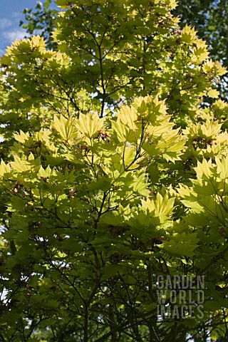 AN_ACER_AT_RHS_GARDEN_HYDE_HALL__IN_JUNE