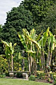 BORDER WITH MUSA BASJOO AND CANNAS