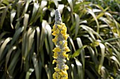 VERBASCUM IN FRONT OF PHORMIUM,  IN THE DRY GARDEN AT RHS GARDEN HYDE HALL,  IN JUNE.