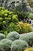 THE DRY GARDEN AT RHS GARDEN HYDE HALL IN JUNE,  WITH CALIFORNIAN POPPIES,  EUPHORBIA AND SANTOLINA.
