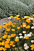 THE DRY GARDEN AT RHS GARDEN HYDE HALL IN JUNE,  WITH CALIFORNIAN POPPIES IN FRONT OF SANTOLINA.