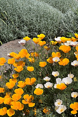 THE_DRY_GARDEN_AT_RHS_GARDEN_HYDE_HALL_IN_JUNE__WITH_CALIFORNIAN_POPPIES_IN_FRONT_OF_SANTOLINA
