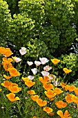 THE DRY GARDEN AT RHS GARDEN HYDE HALL IN JUNE,  WITH CALIFORNIAN POPPIES IN FRONT OF EUPHORBIA.