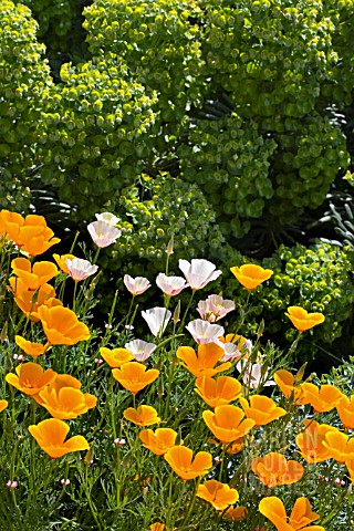 THE_DRY_GARDEN_AT_RHS_GARDEN_HYDE_HALL_IN_JUNE__WITH_CALIFORNIAN_POPPIES_IN_FRONT_OF_EUPHORBIA