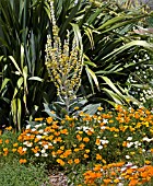 THE DRY GARDEN AT RHS GARDEN HYDE HALL,  IN JUNE. CALIFORNIAN POPPIES AND A LONE YELLOW VERBASCUM AGAINST THE PHORMIUM TENAX.