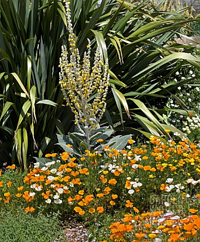 THE_DRY_GARDEN_AT_RHS_GARDEN_HYDE_HALL__IN_JUNE_CALIFORNIAN_POPPIES_AND_A_LONE_YELLOW_VERBASCUM_AGAI