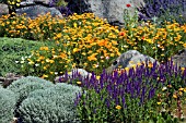 THE DRY GARDEN AT RHS GARDEN HYDE HALL