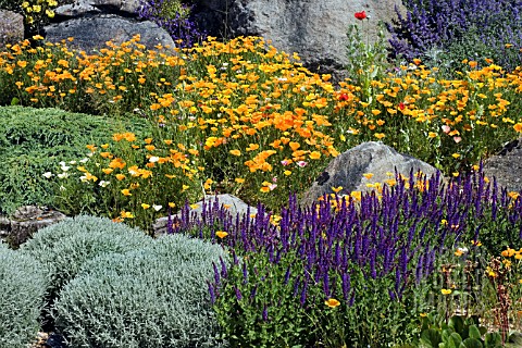 THE_DRY_GARDEN_AT_RHS_GARDEN_HYDE_HALL