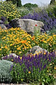 THE DRY GARDEN AT RHS GARDEN HYDE HALL IN JUNE