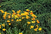 ESCHSCHOLZIA CALIFORNICA,  CALIFORNIAN POPPIES IN THE DRY GARDEN AT RHS GARDEN HYDE HALL,  IN JUNE.