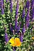 SALVIA NEMOROSA,  OSTFRIESLAND WITH A SINGLE CALIFORNIAN POPPY,  ESCHSCHOLZIA CALIFORNICA IN THE FOREGROUND.