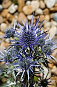 ERYNGIUM BOURGATII IN THE DRY GARDEN AT RHS GARDEN HYDE HALL IN JUNE. A PERENNIAL WITH GREEN,  PRICKLY FOLIAGE MARBLED WITH SILVER. THE FLOWERS ARE COBALT BLUE.