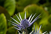 ERYNGIUM BOURGATII IN THE DRY GARDEN AT RHS GARDEN HYDE HALL IN JUNE. A PERENNIAL WITH GREEN,  PRICKLY FOLIAGE MARBLED WITH SILVER. THE FLOWERS ARE COBALT BLUE.