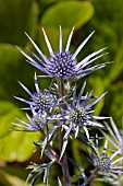 ERYNGIUM BOURGATII IN THE DRY GARDEN AT RHS GARDEN HYDE HALL IN JUNE. A PERENNIAL WITH GREEN,  PRICKLY FOLIAGE MARBLED WITH SILVER. THE FLOWERS ARE COBALT BLUE.