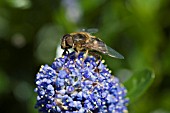 A HOVER FLY,  FAMILY SYRPHIDAE,  FEEDING ON A CEANOTHUS. THESE FLIES ARE IMPORTANT AS POLLINATORS OF PLANTS.
