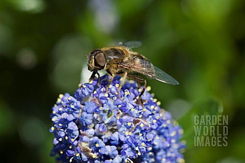 A_HOVER_FLY__FAMILY_SYRPHIDAE__FEEDING_ON_A_CEANOTHUS_THESE_FLIES_ARE_IMPORTANT_AS_POLLINATORS_OF_PL