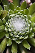 SEMPERVIVUM ARACHNOIDEUM.