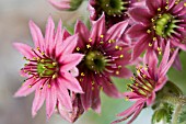 SEMPERVIVUM ARACHNOIDEUM FLOWERS.