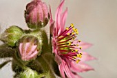 SEMPERVIVUM ARACHNOIDEUM FLOWERS.