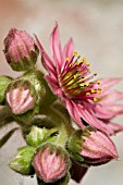 SEMPERVIVUM ARACHNOIDEUM FLOWERS.