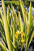 IRIS PSEUDACORUS VAR BASTARDII GROWING AT THE EDGE OF A POND