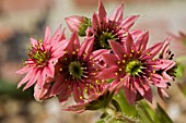 SEMPERVIVUM ARACHNOIDEUM FLOWERS. COBWEB HOUSELEEK.