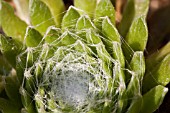 SEMPERVIVUM ARACHNOIDEUM. COBWEB HOUSELEEK.