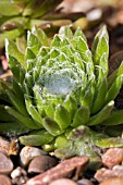 SEMPERVIVUM ARACHNOIDEUM. COBWEB HOUSELEEK.