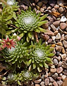 SEMPERVIVUM ARACHNOIDEUM. COBWEB HOUSELEEK.