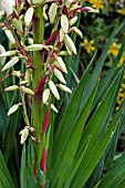 YUCCA GLORIOSA,  JUNE