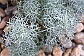 ARTEMISIA CANESCENS,  JUNE