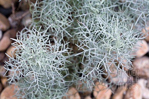 ARTEMISIA_CANESCENS__JUNE