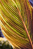 CANNA TROPICANA LEAF