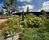 THE  DROUGHT RESISTANT GRAVEL GARDEN AT BETH CHATTO GARDENS.