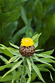 CENTAUREA MACROCEPHALA,   JUNE