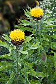 CENTAUREA MACROCEPHALA