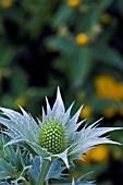 ERYNGIUM GIGANTEUM,  JUNE