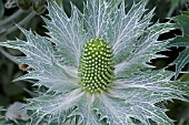 ERYNGIUM GIGANTEUM,  JUNE