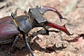 A EUROPEAN MALE STAG BEETLE,  LUCANUS CERVUS,  ON BARK