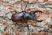 A EUROPEAN MALE STAG BEETLE,  LUCANUS CERVUS,  ON BARK