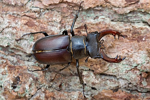 A_EUROPEAN_MALE_STAG_BEETLE__LUCANUS_CERVUS__ON_BARK