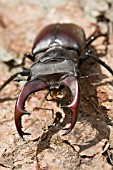 A EUROPEAN MALE STAG BEETLE,  LUCANUS CERVUS,  ON BARK