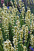 SISYRINCHIUM STRIATUM,  JUNE