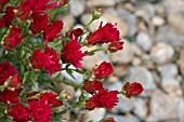 LAMPRANTHUS SPECTABILIS,  JUNE.