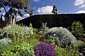 THE DROUGHT RESISTANT GRAVEL GARDEN AT BETH CHATTO GARDENS WITH PURPLE LAVANDULA IN THE FOREGROUND